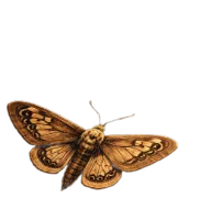 Мотылёк